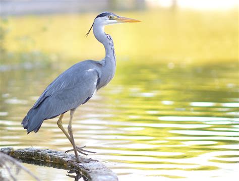 birds that are similar to egrets